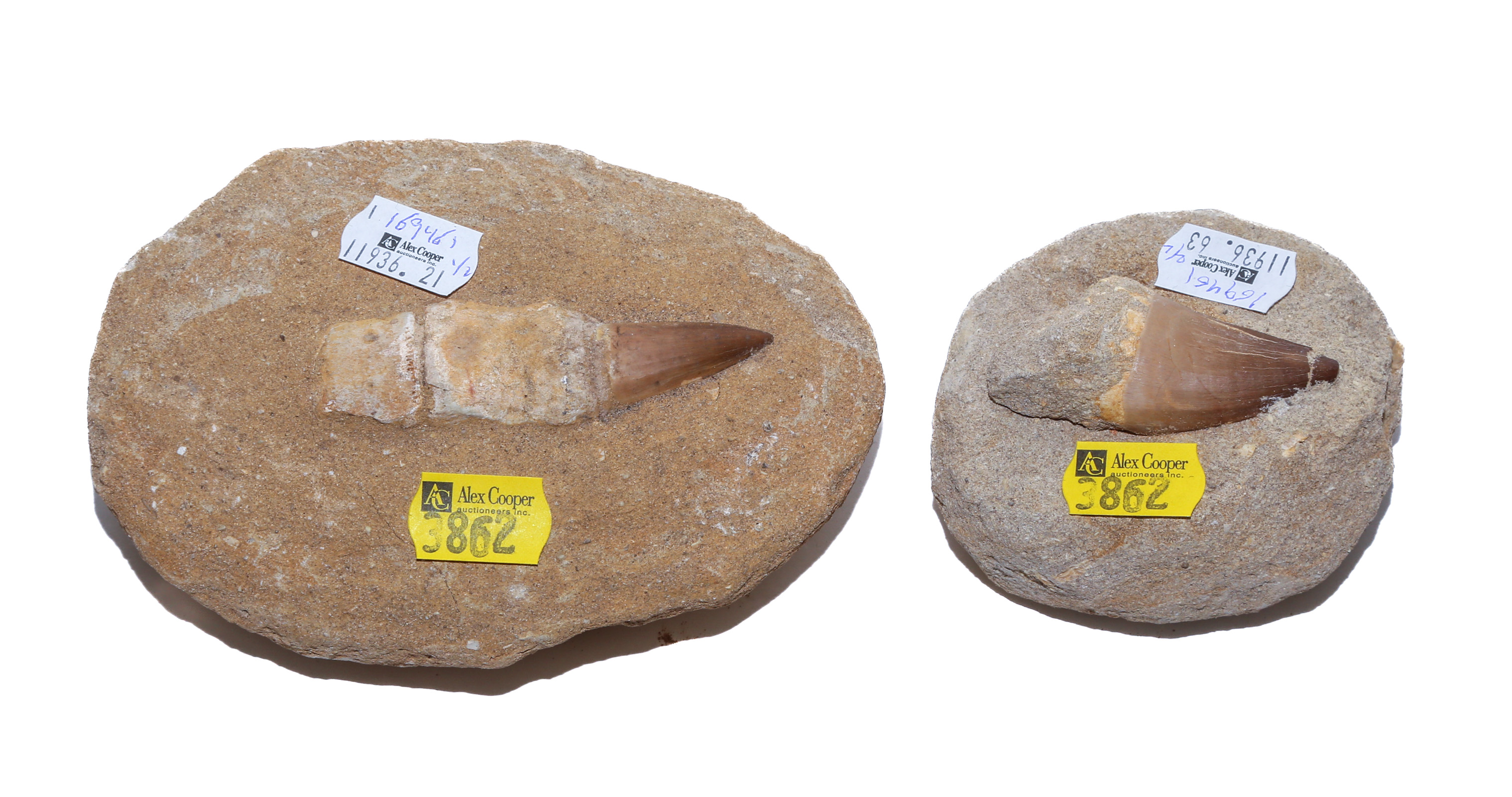 TWO FOSSIL MOSASAUR TEETH IN MATRIX