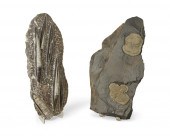 TWO FOSSIL ROCK SPECIMENSTwo f