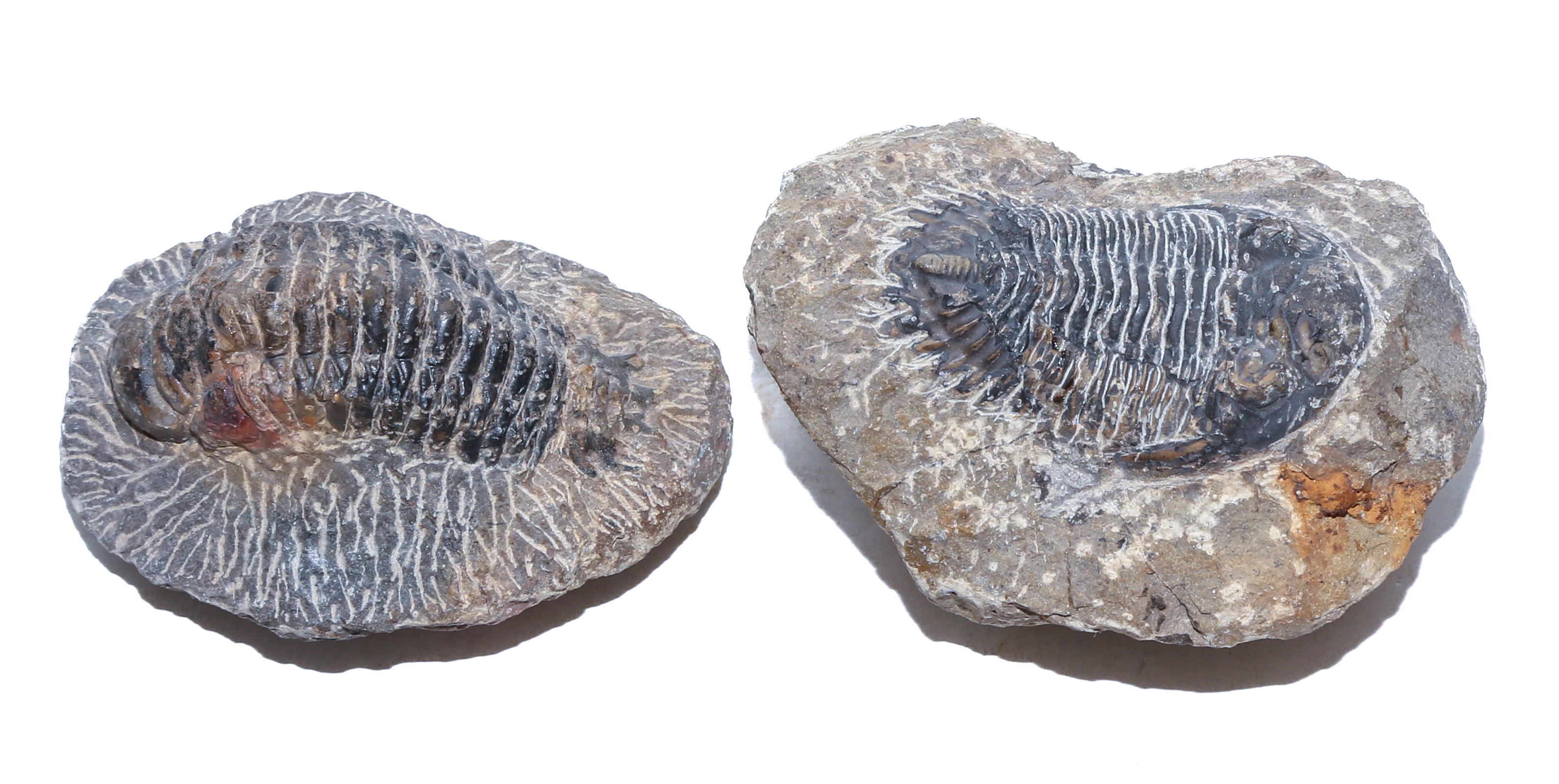 TWO FOSSIL TRILOBITE SPECIMENS