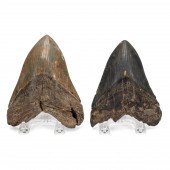 TWO FOSSILIZED MEGALODON SHARK
