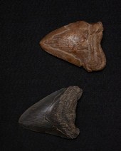TWO FOSSILIZED MEGALODON SHARK