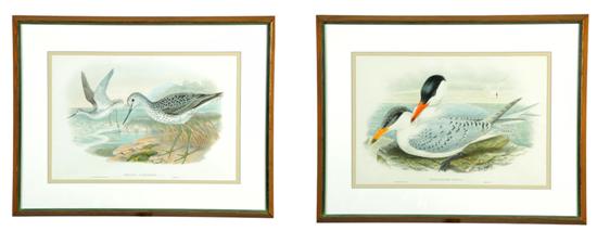 TWO FRAMED BIRD ENGRAVINGS BY GOULD