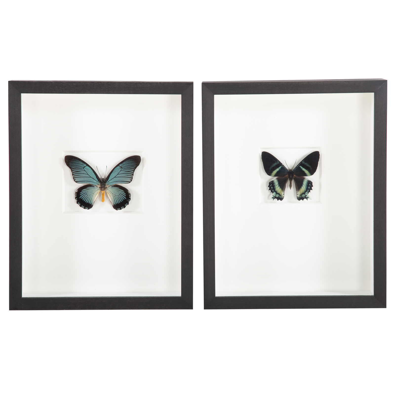 TWO FRAMED BUTTERFLIES 1)