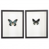 TWO FRAMED BUTTERFLIES 1) "Afr