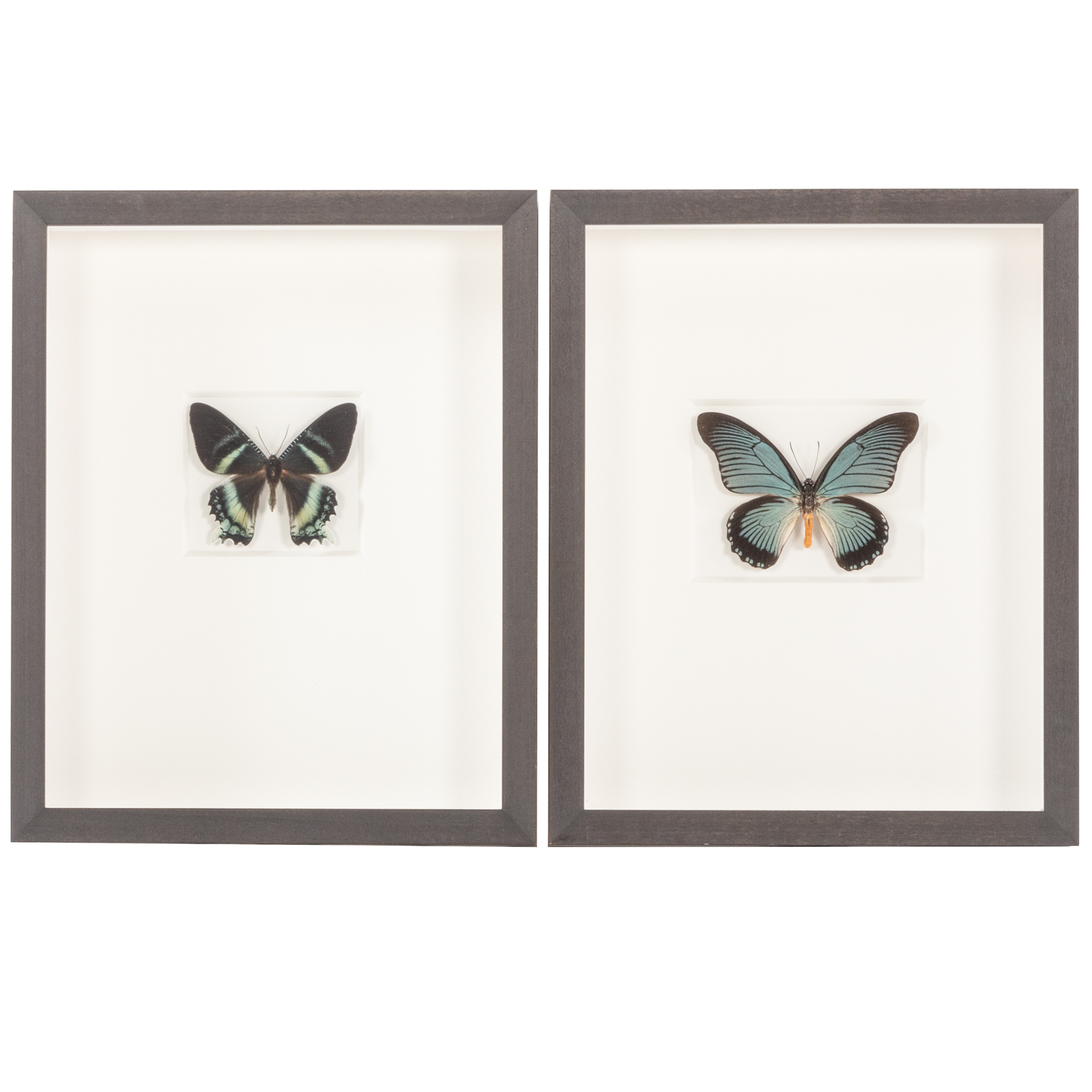 TWO FRAMED BUTTERFLIES 1.) "African