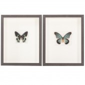 TWO FRAMED BUTTERFLIES 1.) "Af