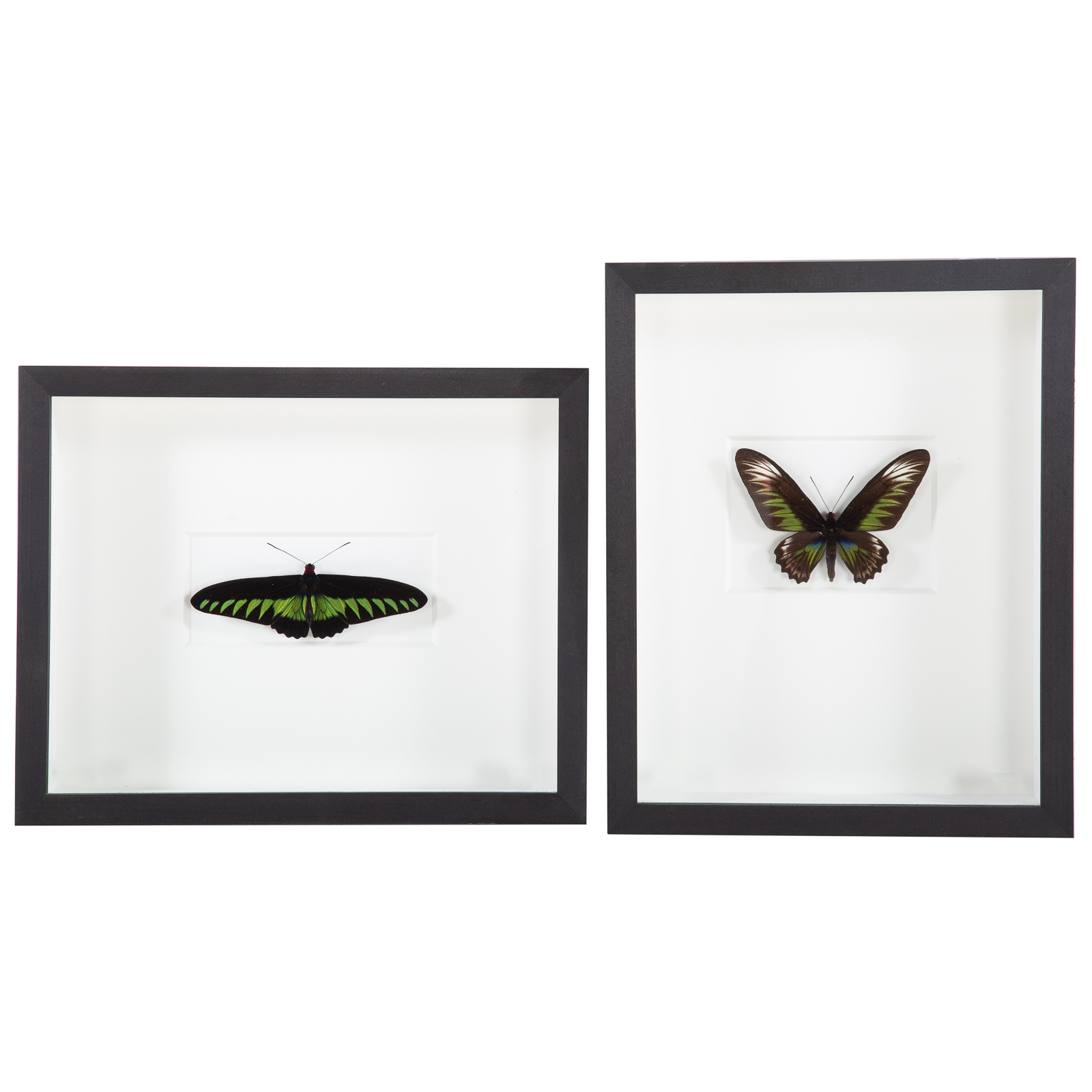 TWO FRAMED BUTTERFLIES 1) "Brooks