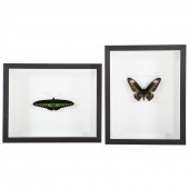 TWO FRAMED BUTTERFLIES 1) "Bro