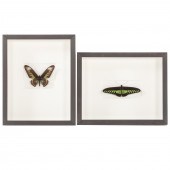 TWO FRAMED BUTTERFLIES 1.) "Br