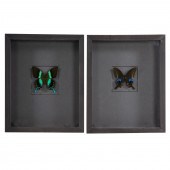 TWO FRAMED BUTTERFLIES 1) "Lim