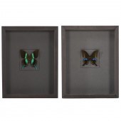 TWO FRAMED BUTTERFLIES 1.) "Li