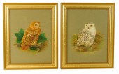TWO FRAMED OWL STUDIES, GOUACH