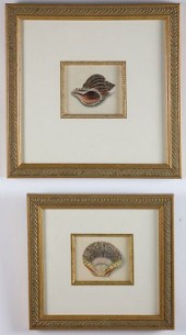 TWO FRAMED SHELL PRINTS OF SCA