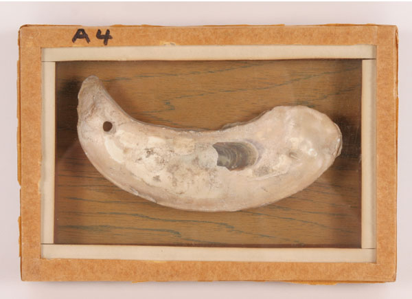 Two frames with 4 shell  Artifacts;