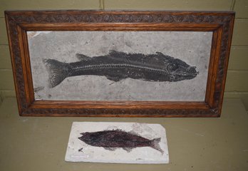 Two full length fish fossils,