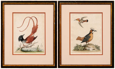 Two George Edwards etchings