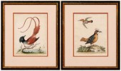Two George Edwards etchings (B