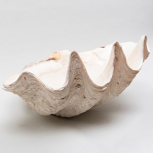 TWO GIANT CLAMSHELLSThe larger 14 x