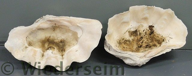 Two giant South Pacific clam shells