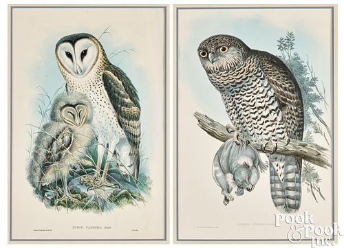 TWO GOULD &AMP; RICHTER COLOR OWL