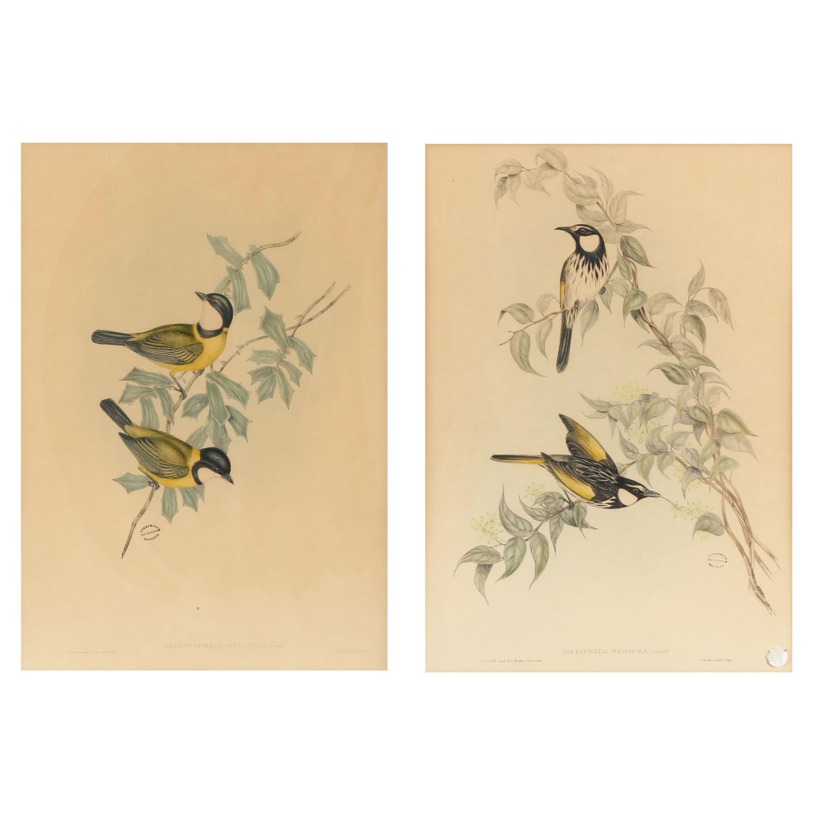 TWO GOULD AND RICHTER BIRD