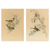 TWO GOULD AND RICHTER BIRD LIT