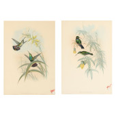 TWO GOULD AND RICHTER HUMMINGB