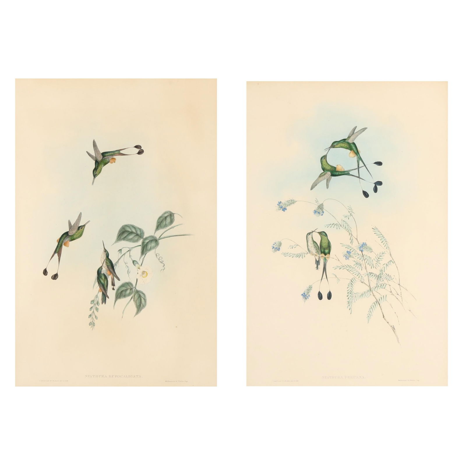 TWO GOULD AND RICHTER HUMMINGBIRD