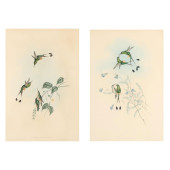 TWO GOULD AND RICHTER HUMMINGB