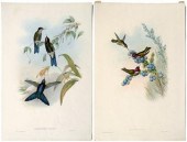 Two Gould hummingbird prints:
