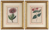 TWO HAND-COLORED BOTANICAL ENG