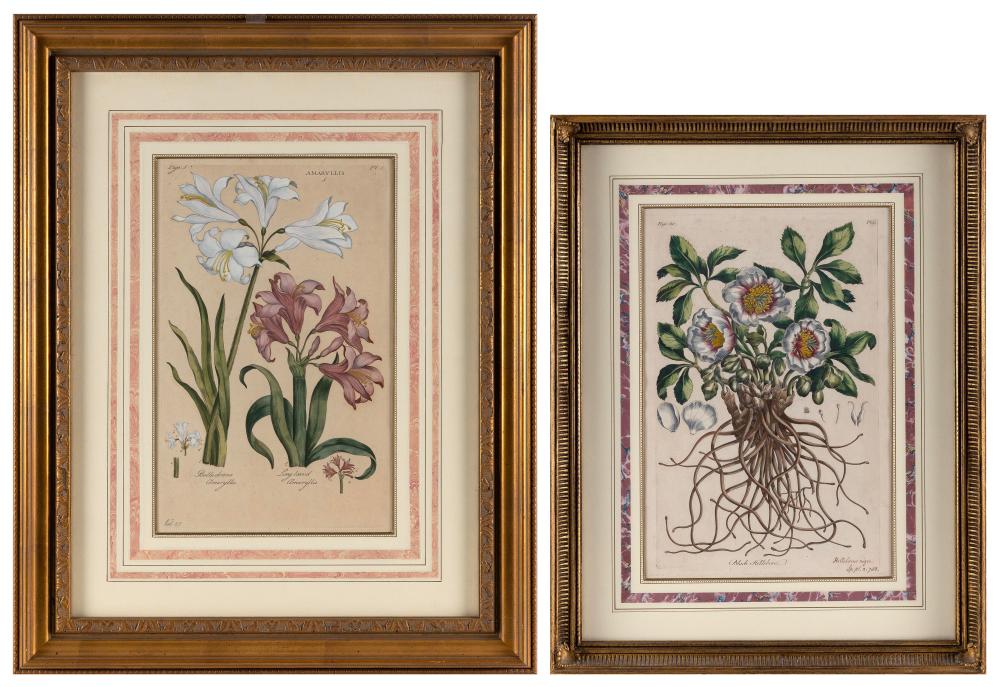 TWO HAND-COLORED BOTANICAL