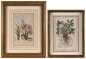 TWO HAND-COLORED BOTANICAL ENG