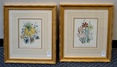 TWO HAND-COLORED BOTANICAL ENG