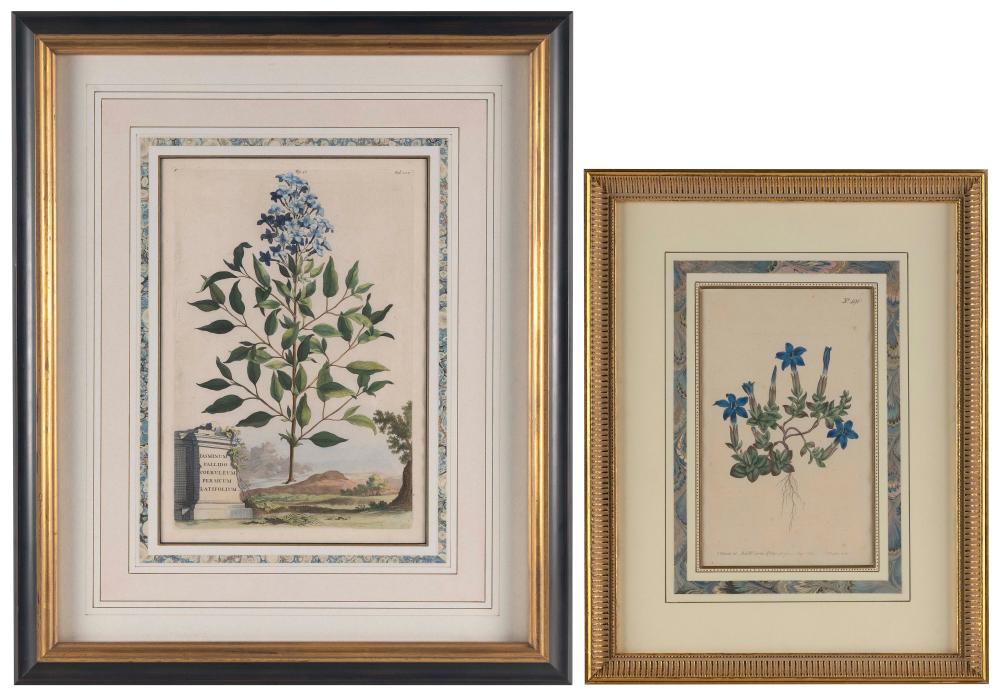 TWO HAND-COLORED BOTANICAL PRINTS