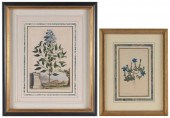 TWO HAND-COLORED BOTANICAL PRI