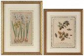 TWO HAND-COLORED ENGRAVINGS 16
