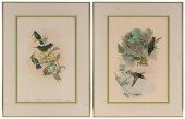 TWO HAND-COLORED LITHOGRAPHS B