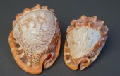 TWO ITALIAN CAMEO SEASHELLS, L