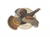 TWO ITHACA FEATHERLIGHT ADVERT
