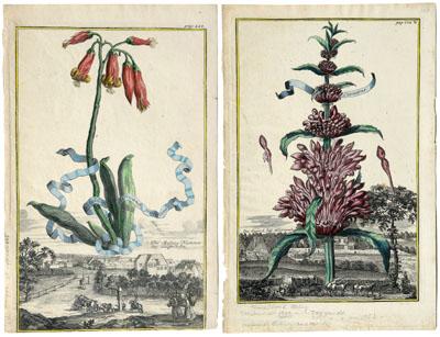 Two Johann Volckamer engravings: