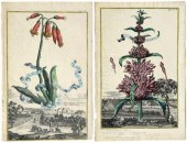 Two Johann Volckamer engraving