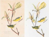 TWO JOHN JAMES AUDUBON PRINTS,