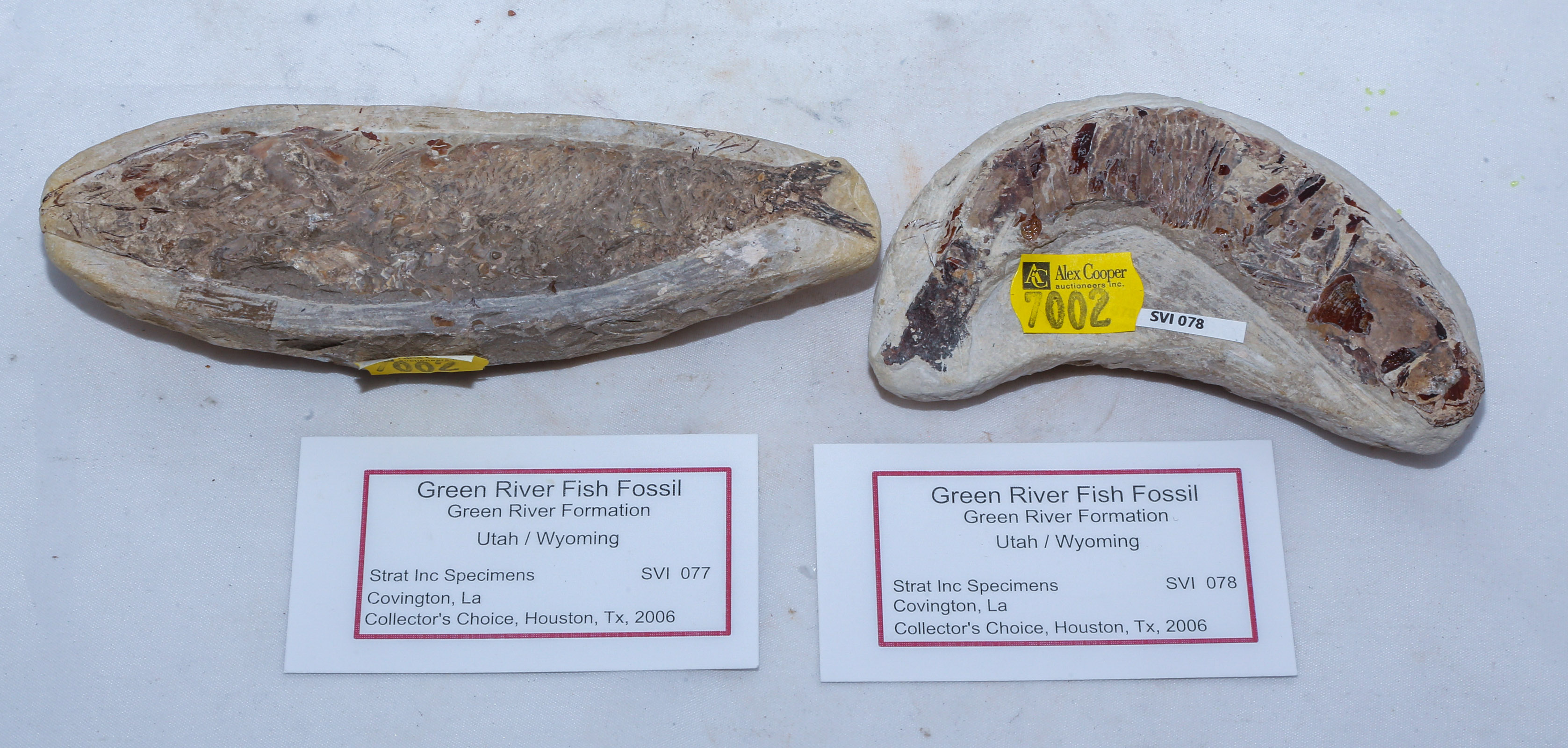 TWO KNIGHTIA FOSSIL FISH