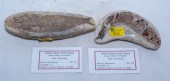 TWO KNIGHTIA FOSSIL FISH SPECI