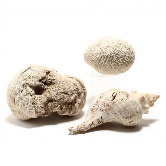 TWO LARGE PIECES OF CORAL AND SEA