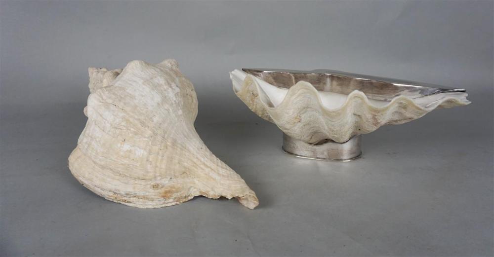 TWO LARGE SEASHELLS, INCLUDING A