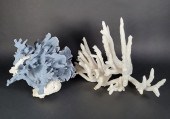 TWO LARGE VINTAGE FOSSILIZED P