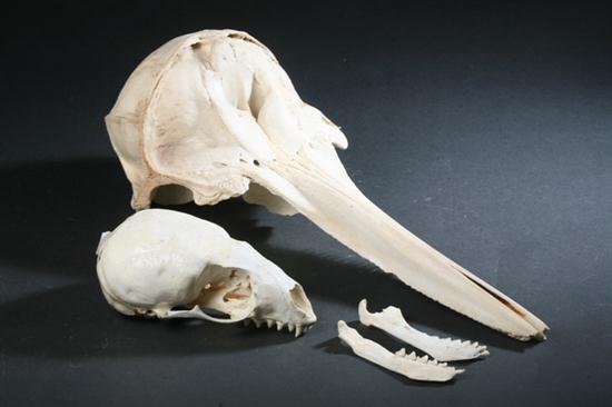 TWO MARINE MAMMAL SKULLS.