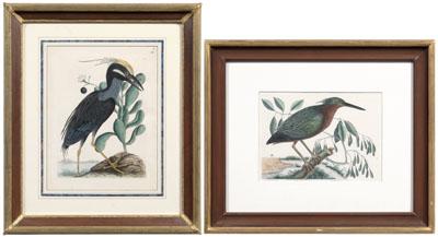 Two Mark Catesby engravings